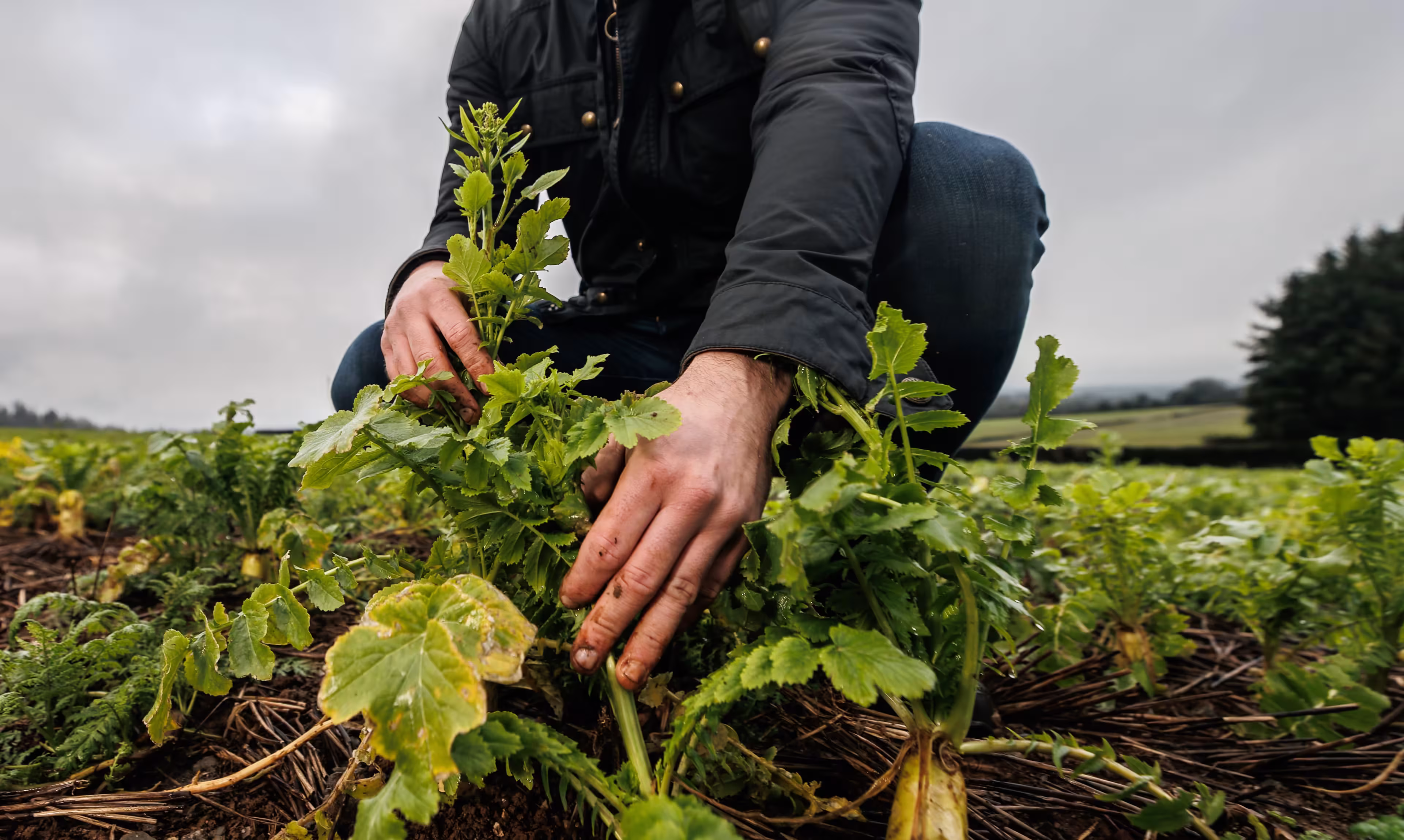 a man kneeling in a field of plants with a cloudy sky